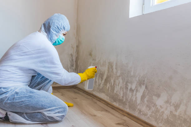 Licensed Commercial Mold Remediation service in Spring, TX - 24 Hour Mold Removal